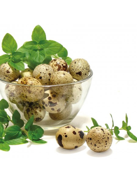 Поварские ножницы для перепелиных яиц, 14 см, нерж.сталь, Paderno. (18279-14)